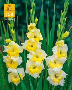 Gladiolus Buggy 14011438